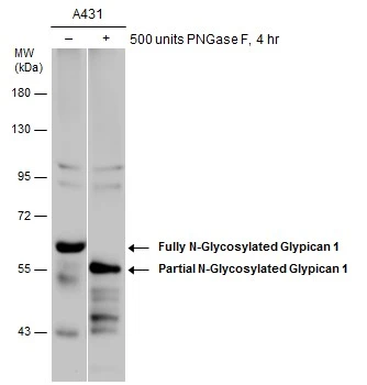 Glypican 1 antibody [N3C3]